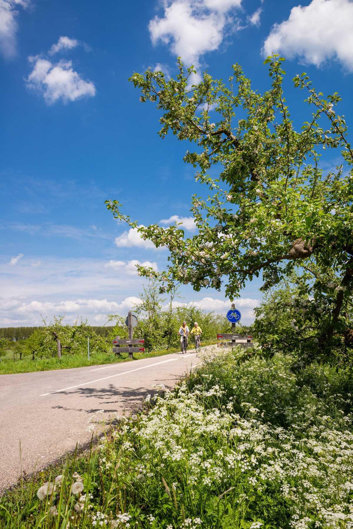 Bloesem spotten?🌸 Wacht niet te lang met het plannen van jouw bezoek!