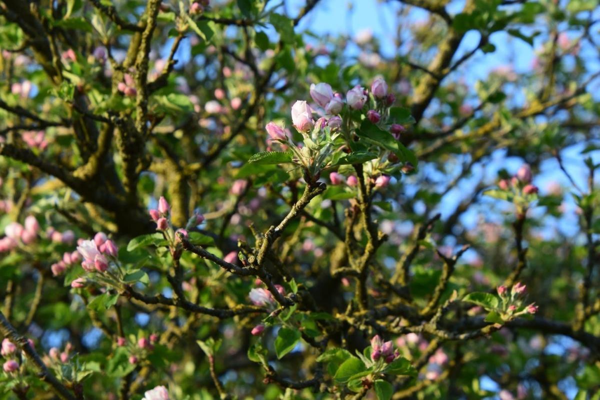 Bloesem spotten?🌸 Wacht niet te lang met het plannen van jouw bezoek!