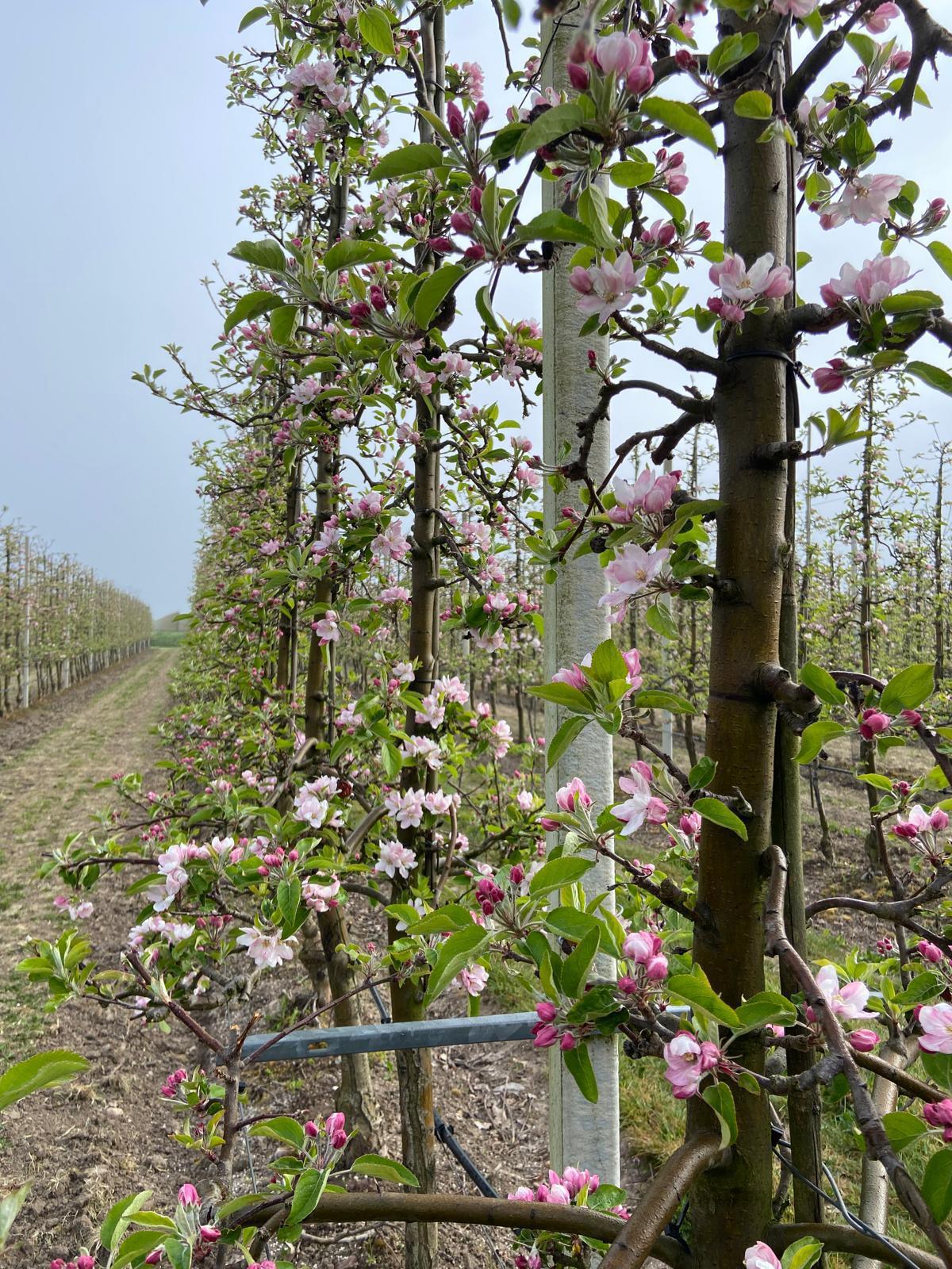 Bloesem spotten?🌸 Wacht niet te lang met het plannen van jouw bezoek!