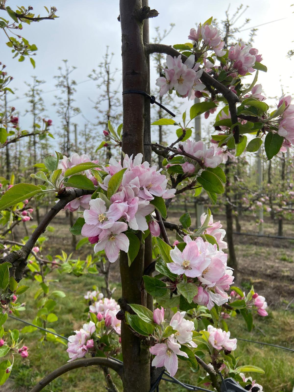 Bloesem spotten?🌸 Wacht niet te lang met het plannen van jouw bezoek!