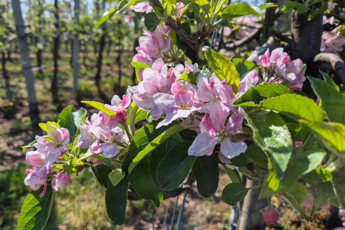 Bloesemupdate 🌸 Na regen komt... bloesem!