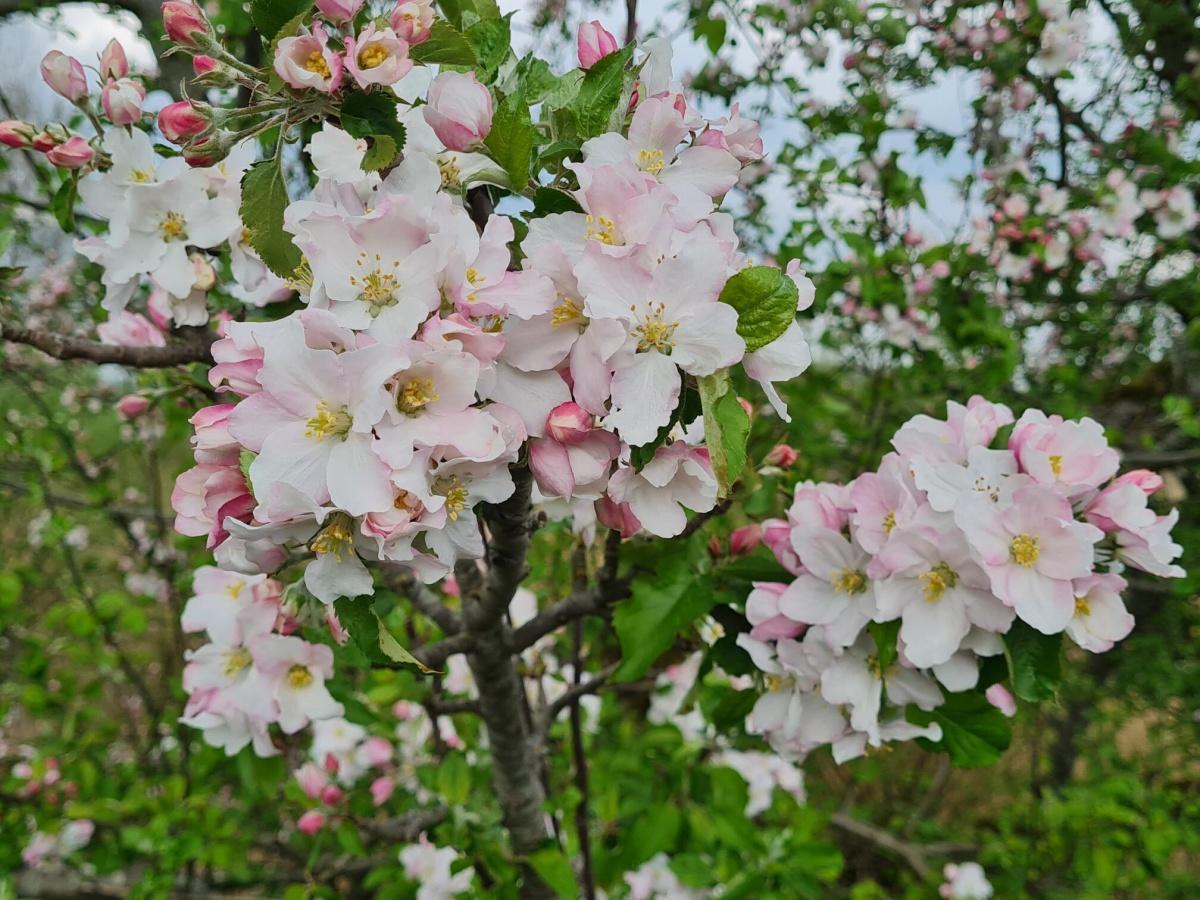 Van uitjes tot eitjes🌸