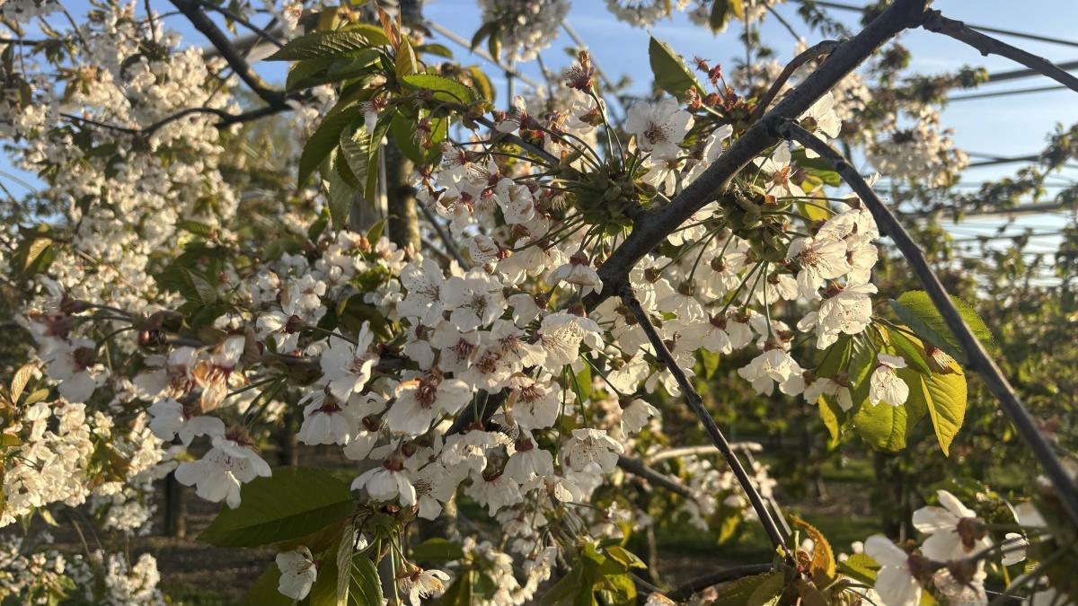 Stand van zaken voor bloesemspotters👀🌸
