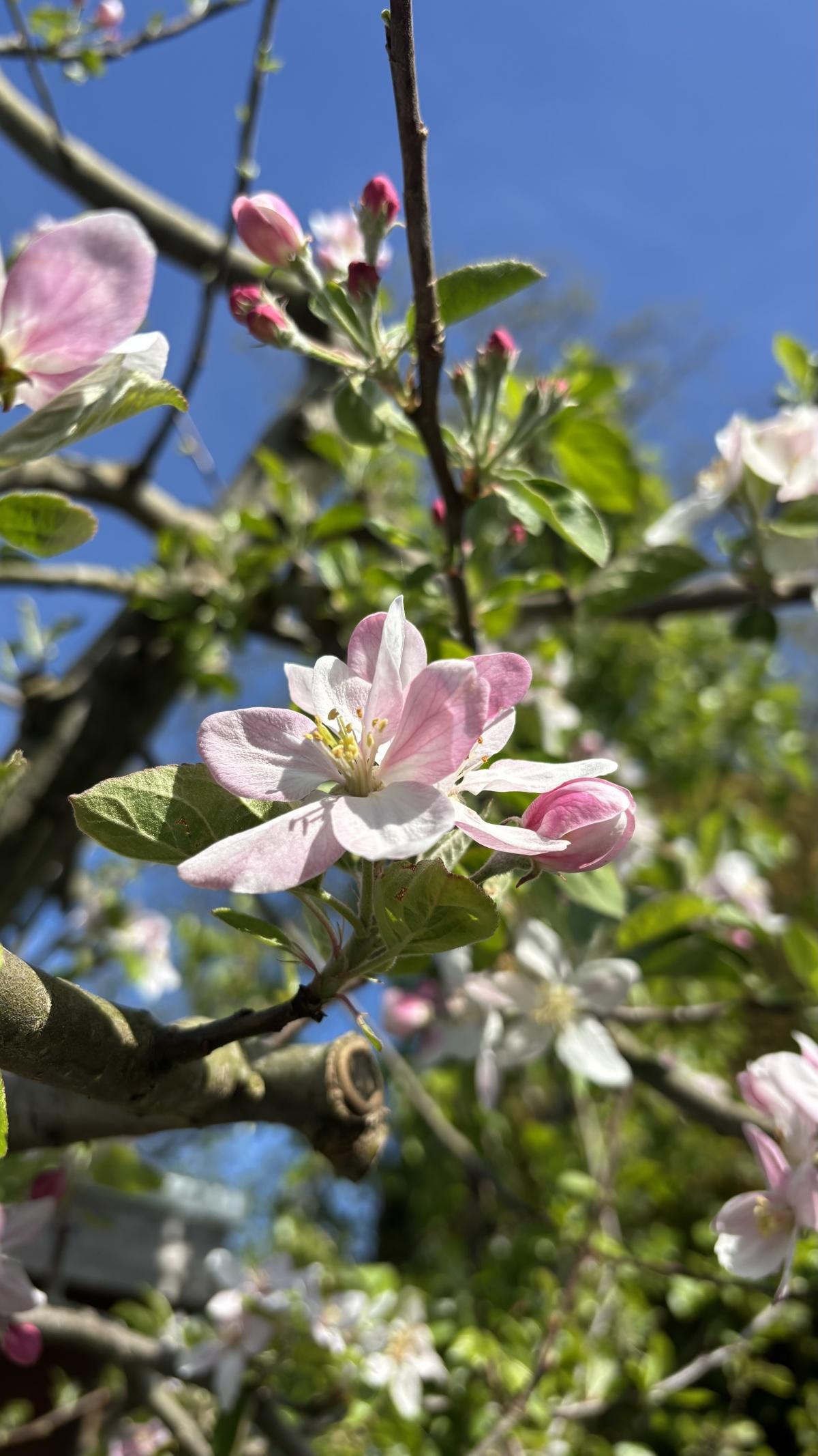 Geniet van het laatste bloesemweekend!🌸
