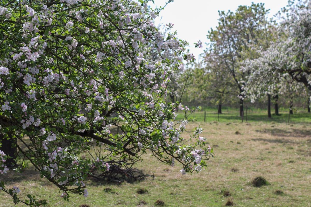 Geniet van het laatste bloesemweekend!🌸