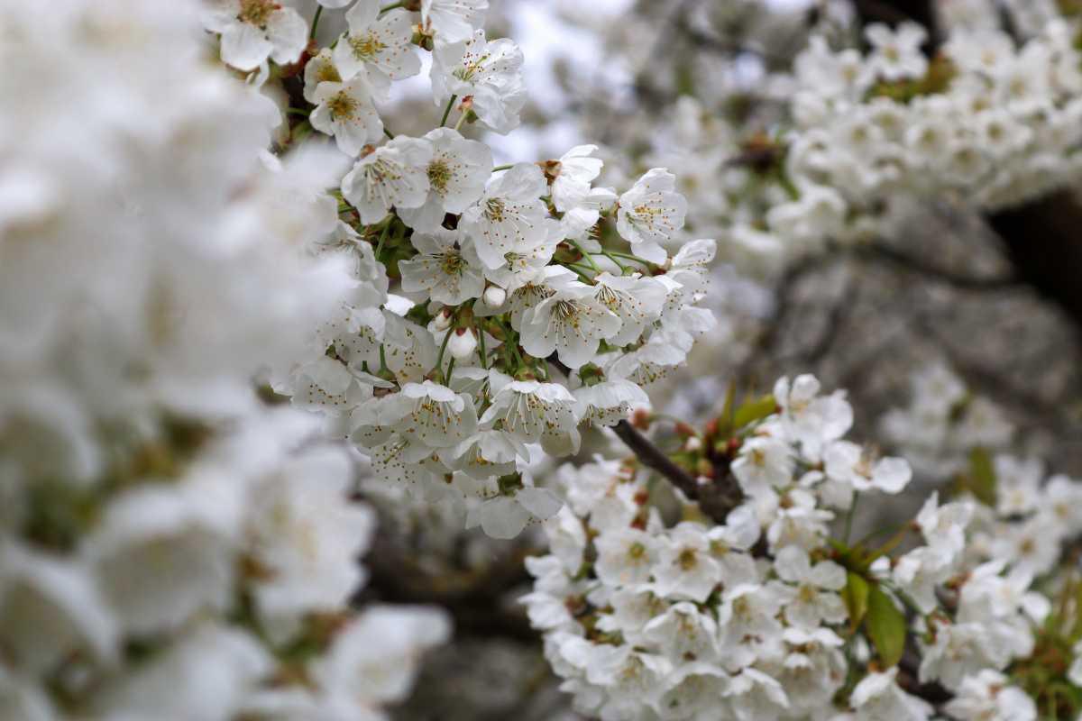 Geniet van het laatste bloesemweekend!🌸