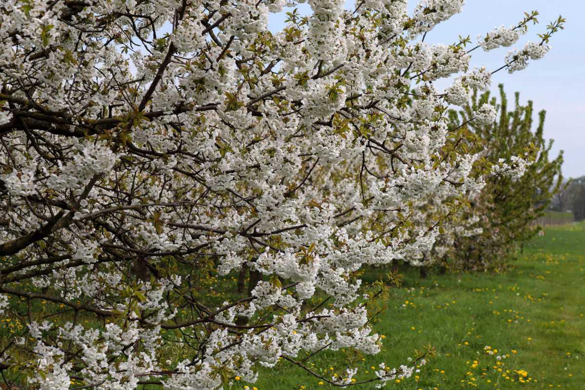 Geniet van het laatste bloesemweekend!🌸