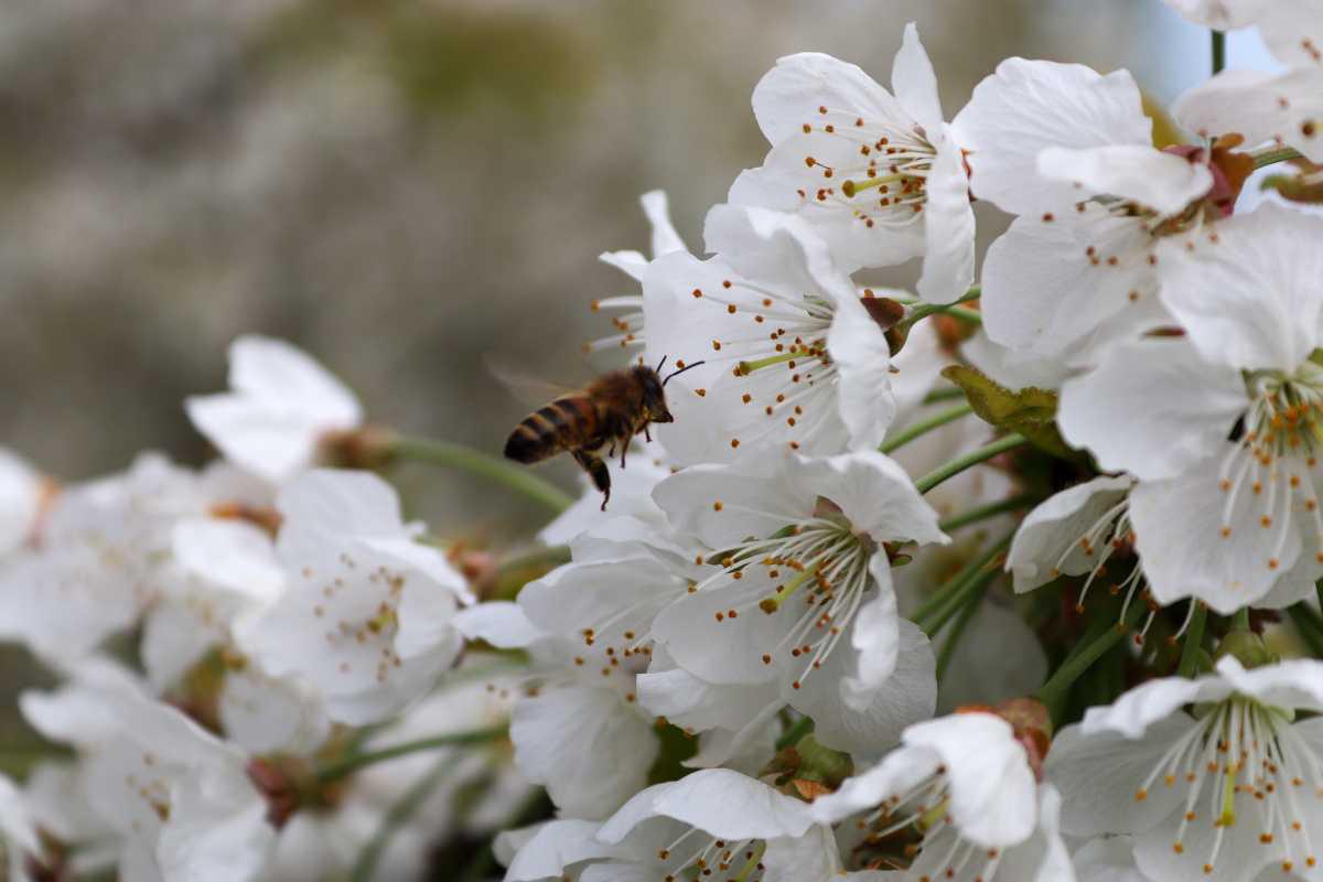 Bloesemupdate – volop plaatjes!🌸📸