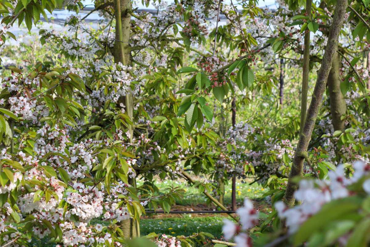 Bloesemupdate – volop plaatjes!🌸📸