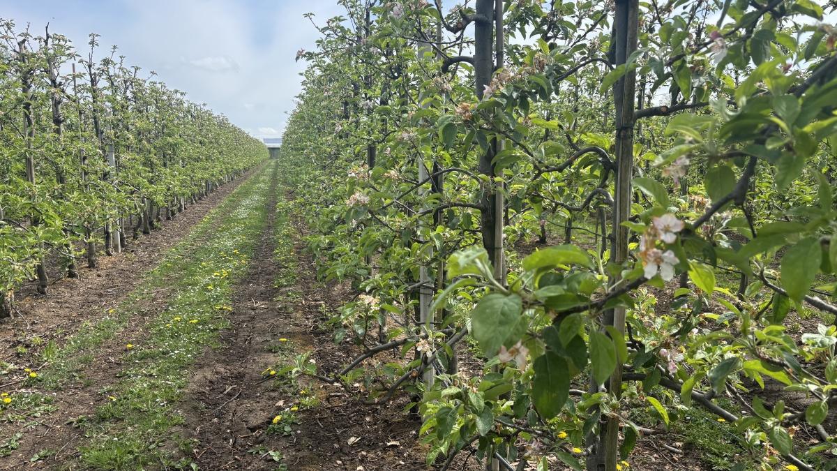 Einde bloesemperiode in zicht🌸 Einde bloesemperiode in zicht🌸