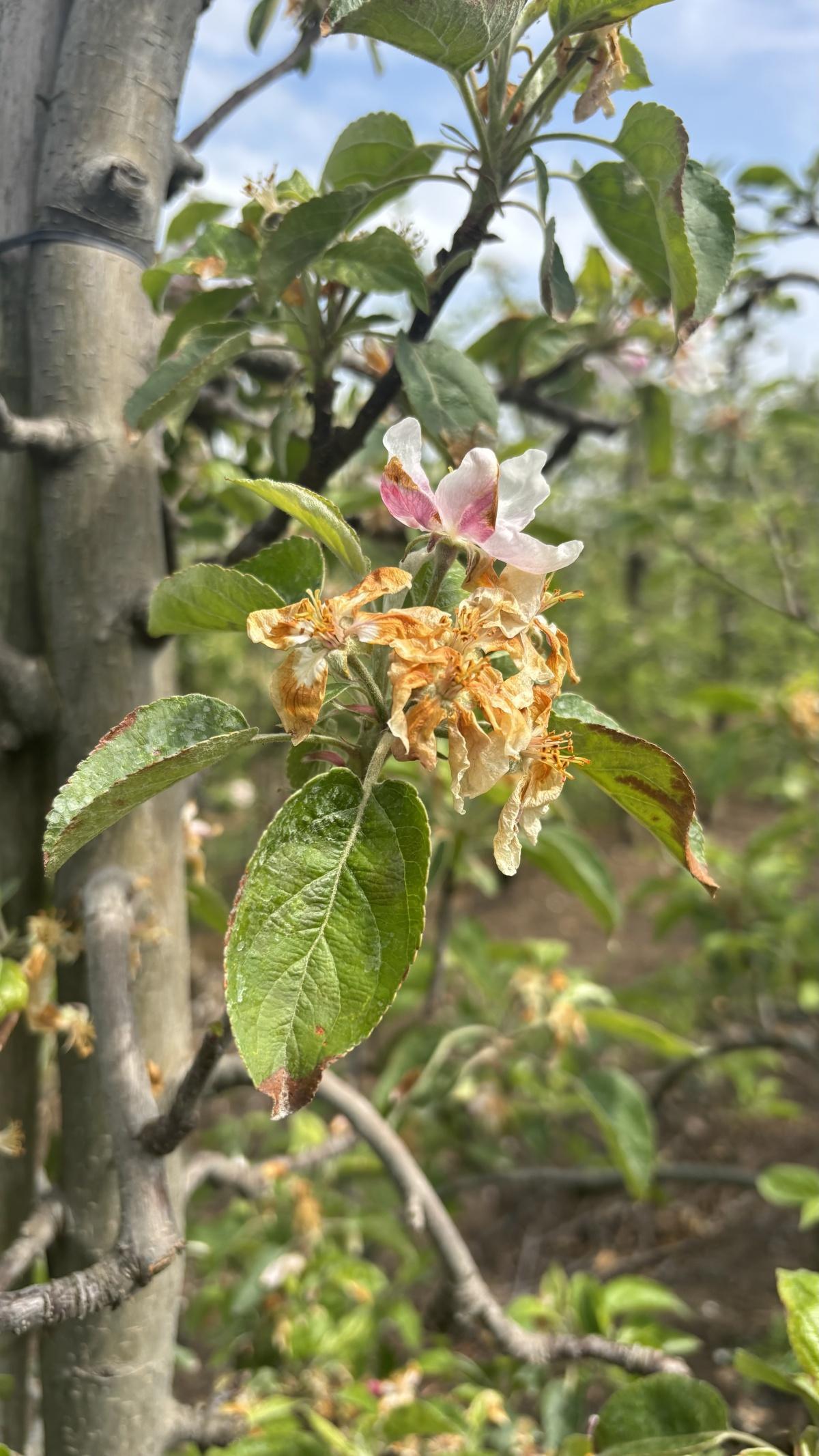 Einde bloesemperiode in zicht🌸