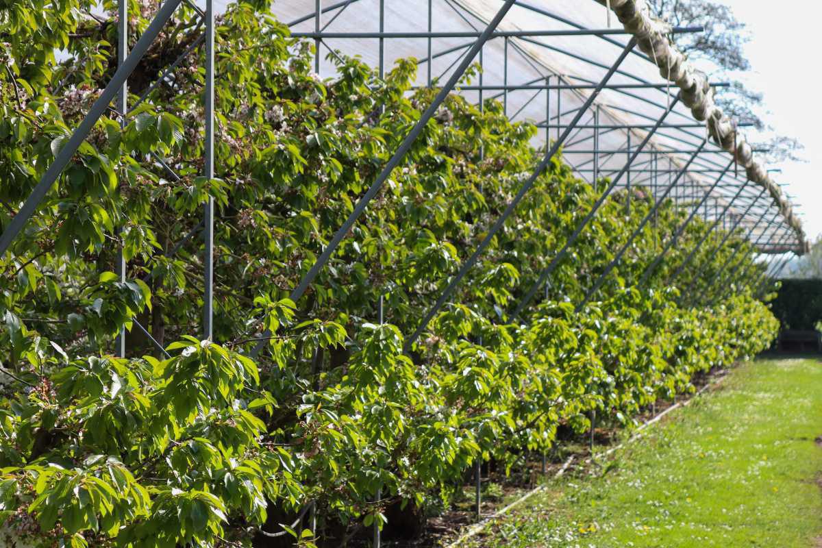 Einde bloesemperiode in zicht🌸 Einde bloesemperiode in zicht🌸