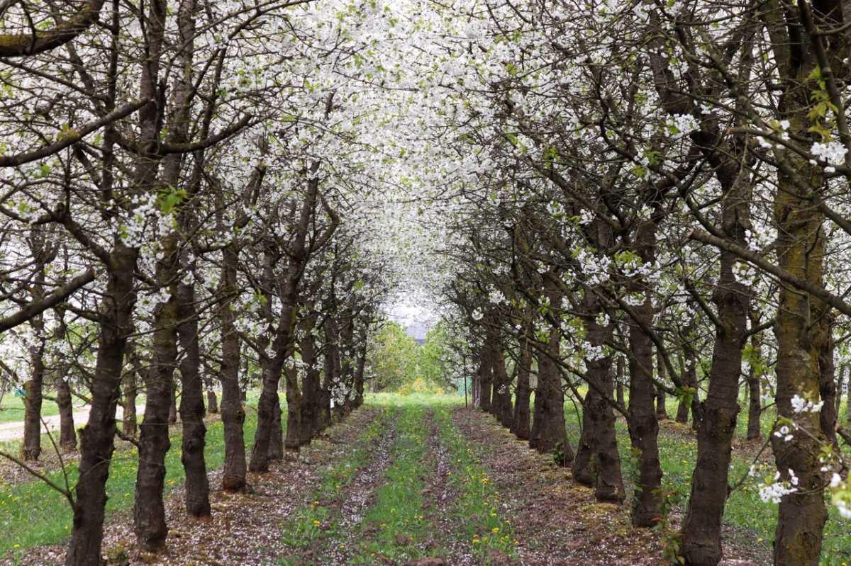 Beoordeel de Bloesemalert-app🌸 Beoordeel de Bloesemalert-app🌸