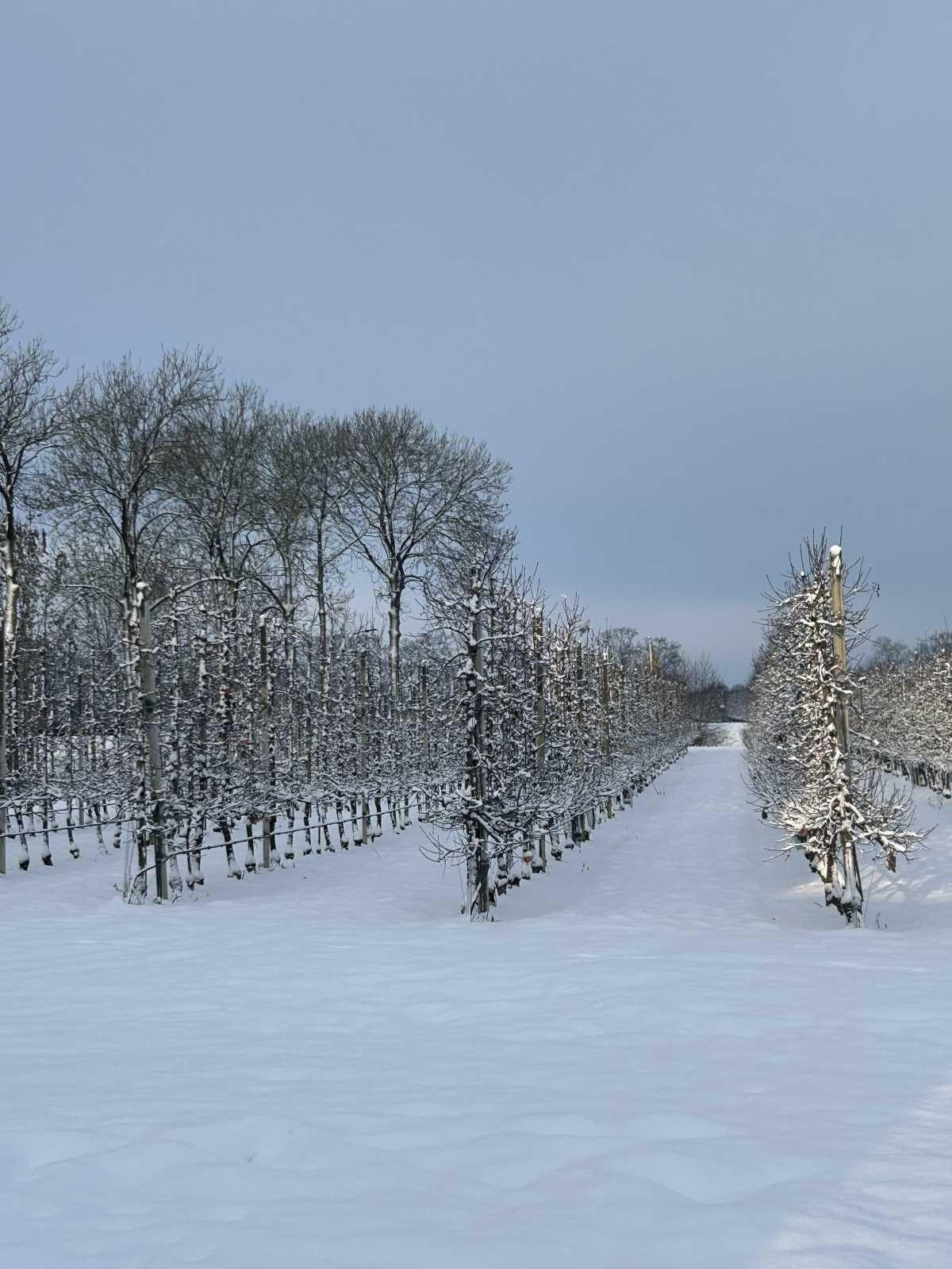 De bloesembomen staan er vandaag nog winters bij ❄️