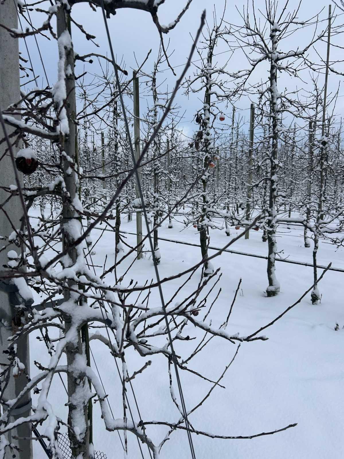 De bloesembomen staan er vandaag nog winters bij ❄️