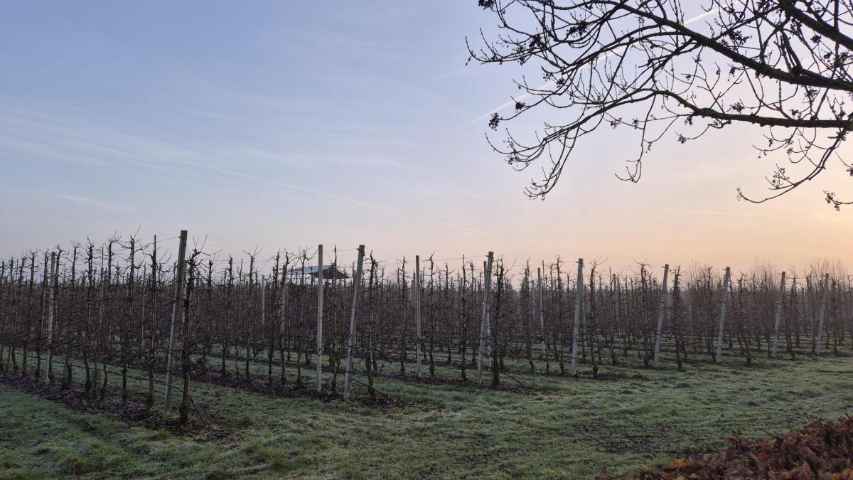 🌱 Voorbereidingen in de boomgaard 🌱 🌱 Voorbereidingen in de boomgaard 🌱