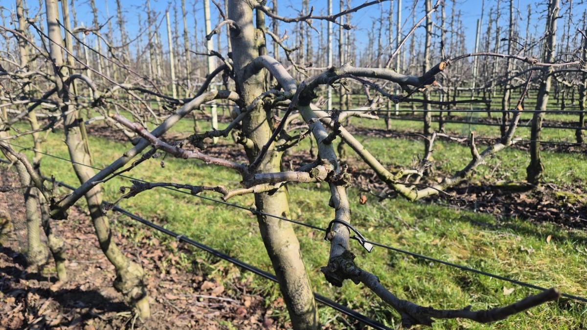 Nog even geduld… 🌸 Nog even geduld… 🌸