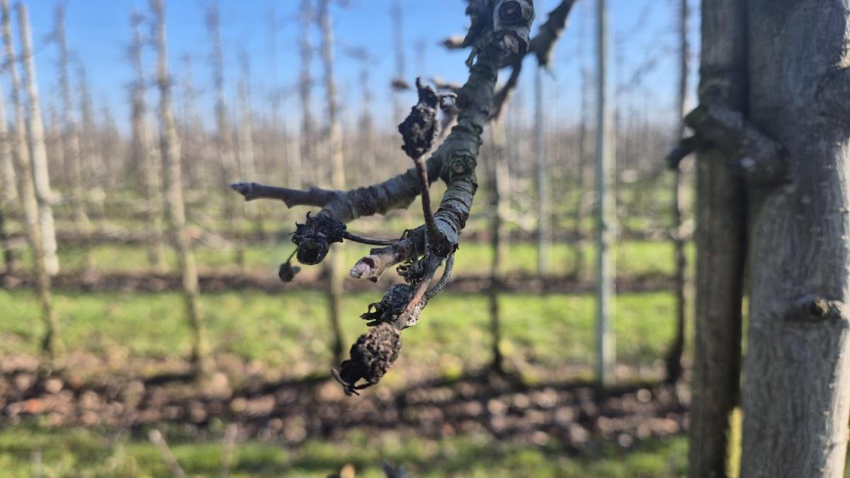 Nog even geduld… 🌸 Nog even geduld… 🌸