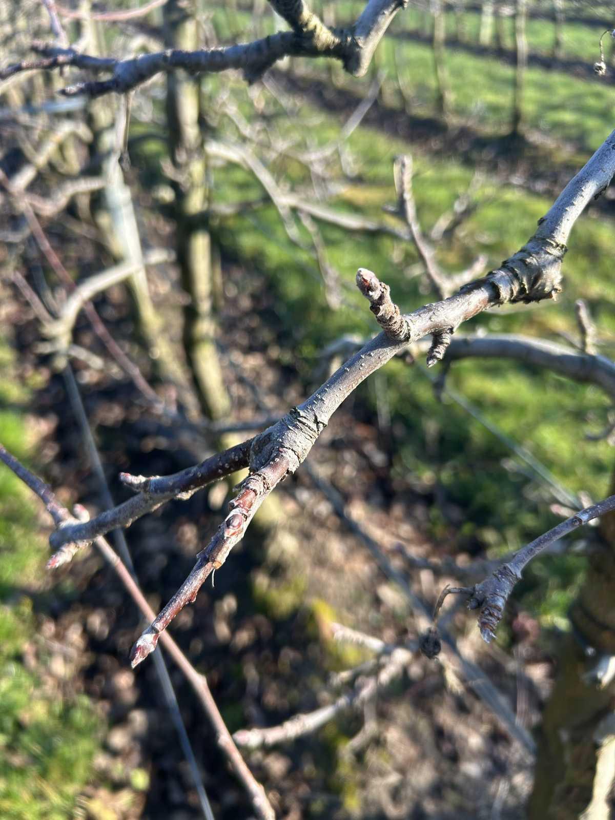 De eerste knoppen bij de appelbomen gespot! 🍏