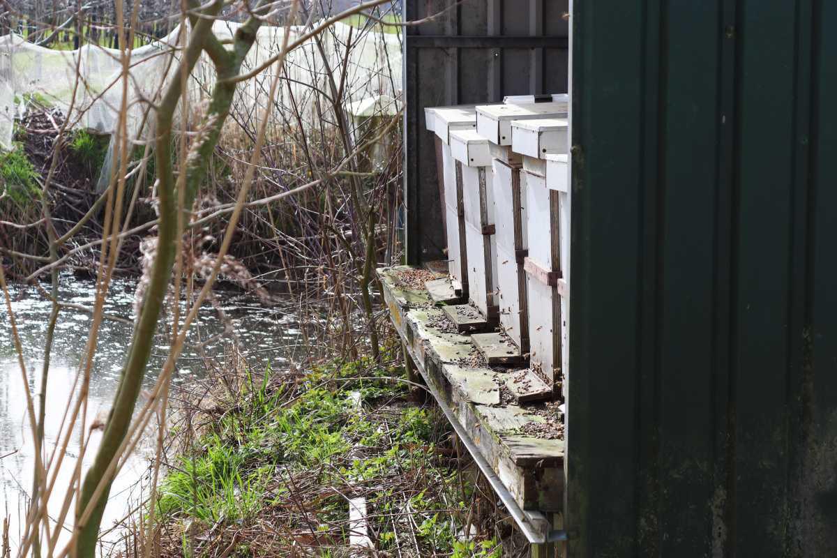 Weetje: bijenkasten in de boomgaard!🐝 
