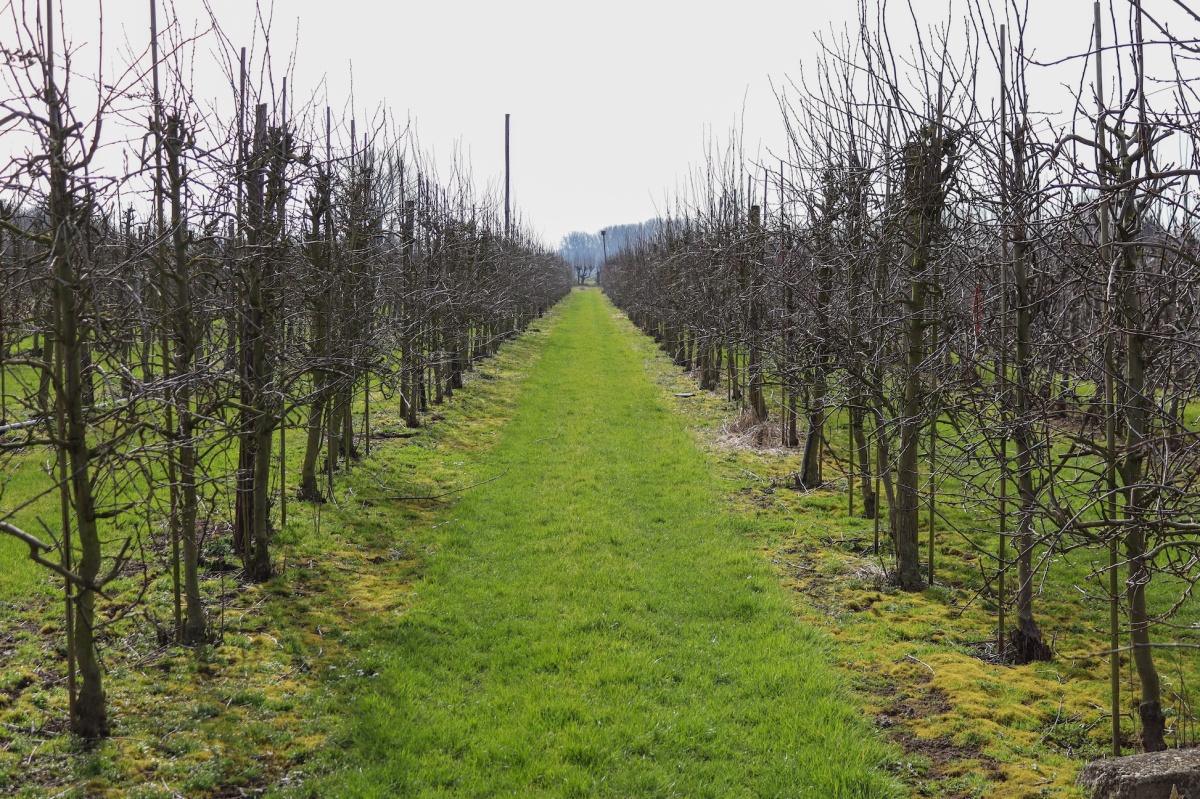 Bloesem laat nog even op zich wachten, maar het moment komt dichtbij 🌸