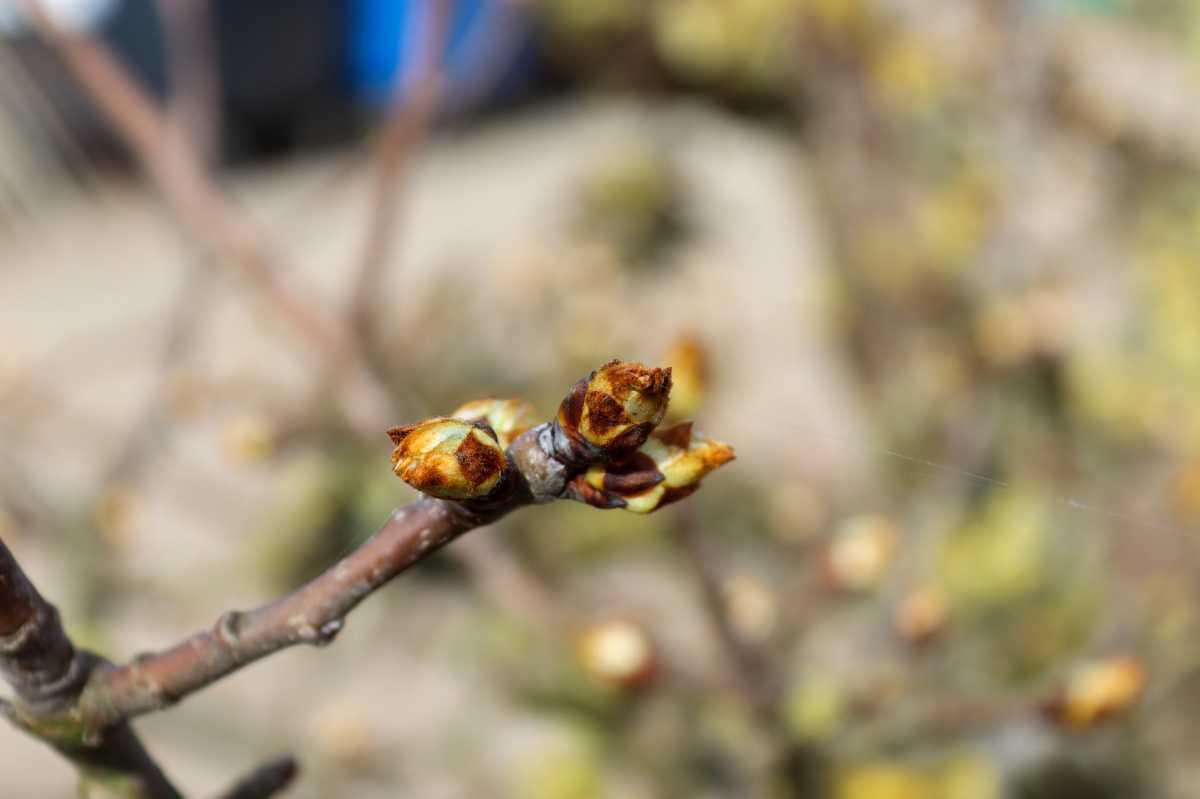 Bloesem laat nog even op zich wachten, maar het moment komt dichtbij 🌸
