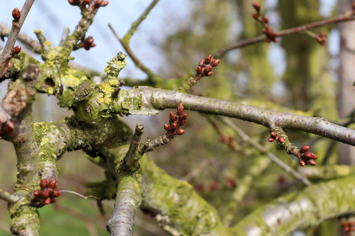 Bloesem laat nog even op zich wachten, maar het moment komt dichtbij 🌸 Bloesem laat nog even op zich wachten, maar het moment komt dichtbij 🌸