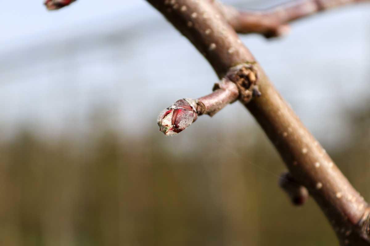 Bloesem laat nog even op zich wachten, maar het moment komt dichtbij 🌸 Bloesem laat nog even op zich wachten, maar het moment komt dichtbij 🌸