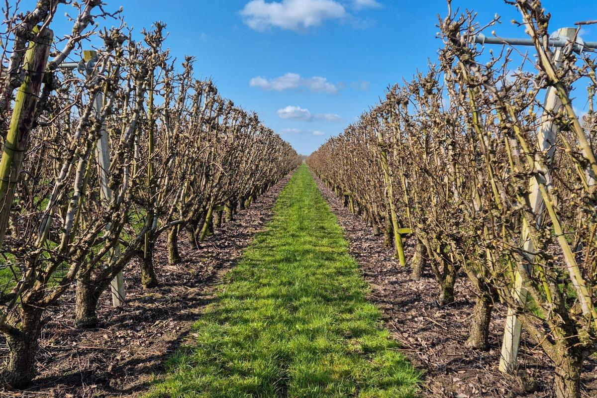 De eerste perenknoppen zijn gespot π De eerste perenknoppen zijn gespot π
