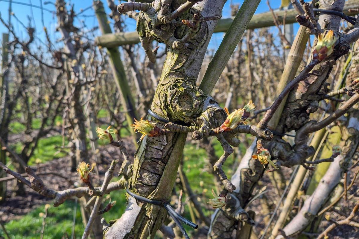De eerste perenknoppen zijn gespot π De eerste perenknoppen zijn gespot π