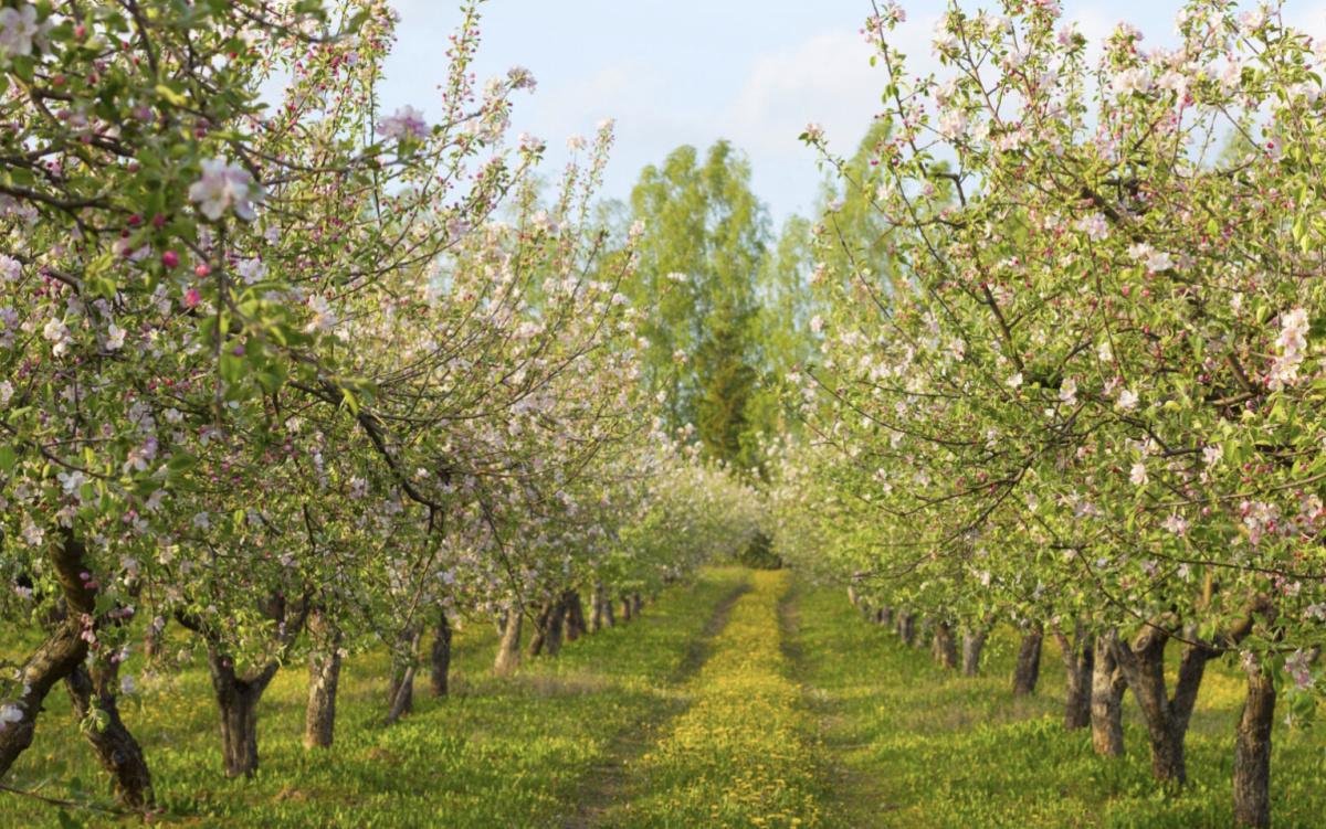 Redactietip: ontdek deze bloesemroutes 🚲 🥾