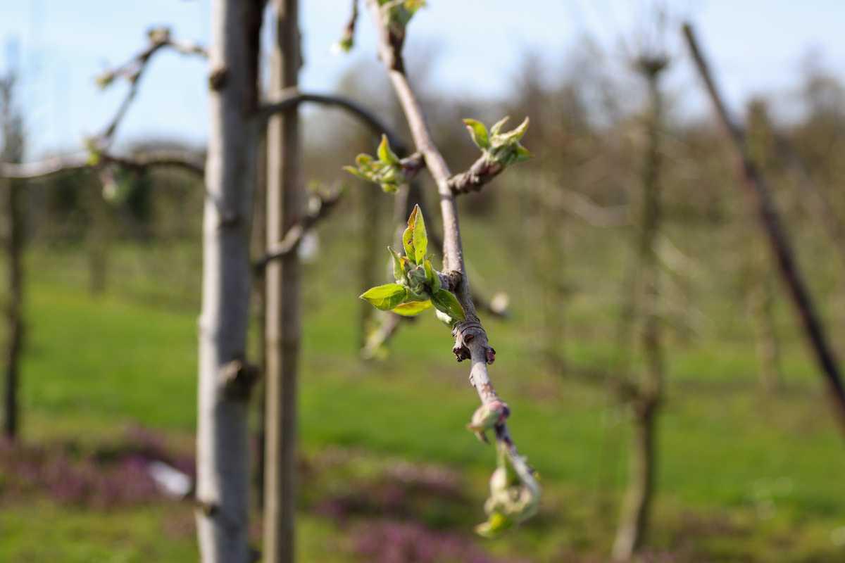 Het gaat beginnen!🌸 Het gaat beginnen!🌸