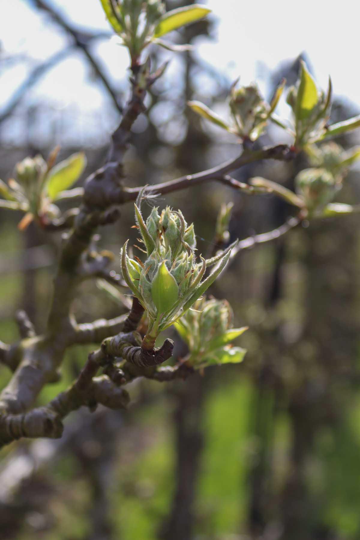 Het gaat beginnen!🌸 Het gaat beginnen!🌸