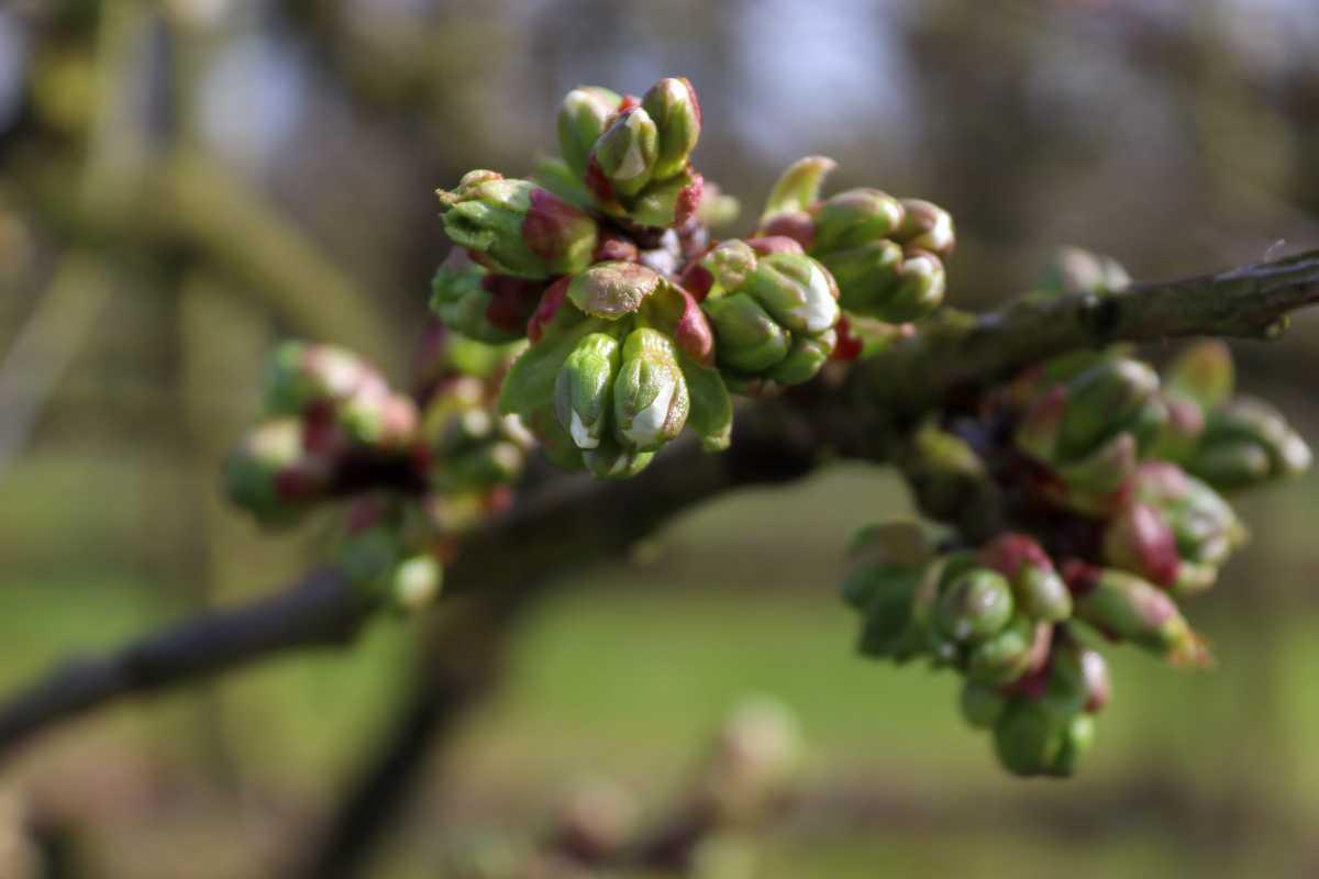 Het gaat beginnen!🌸 Het gaat beginnen!🌸