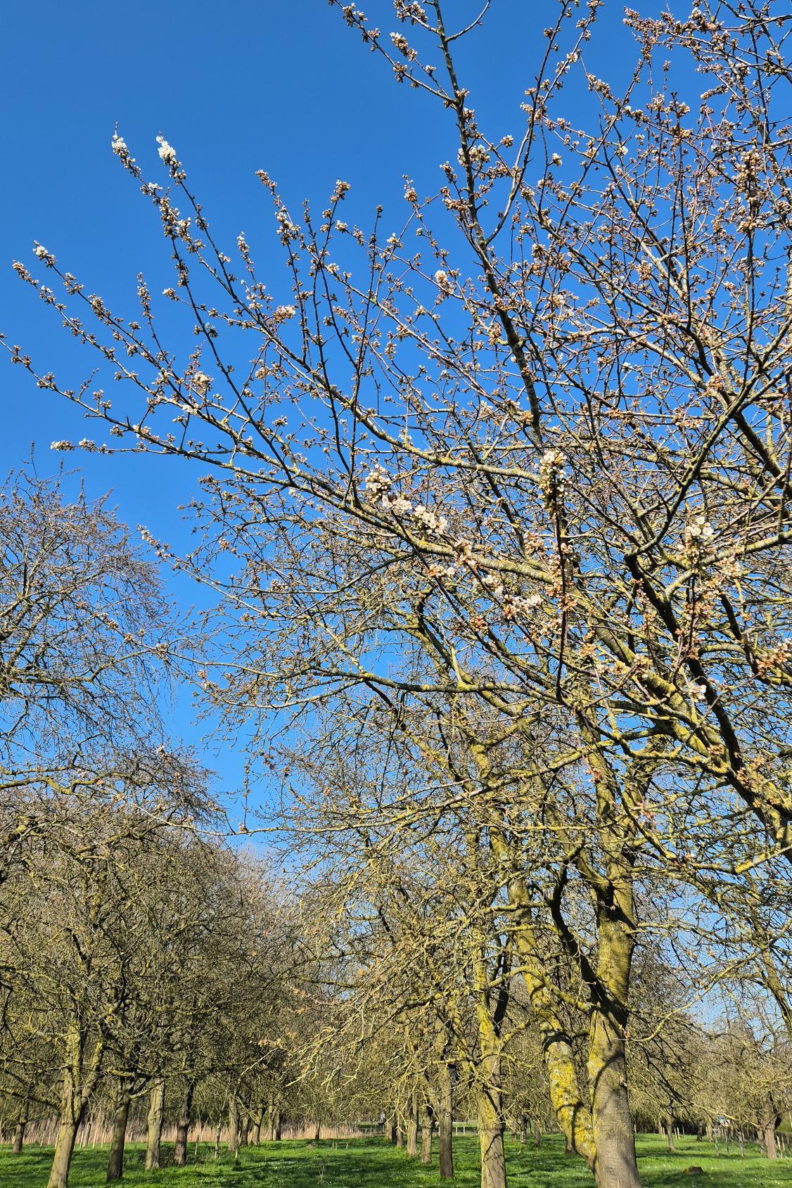 🌸 Bloesemalert: de eerste kersenbloesem is gespot! 🌸 Bloesemalert: de eerste kersenbloesem is gespot!