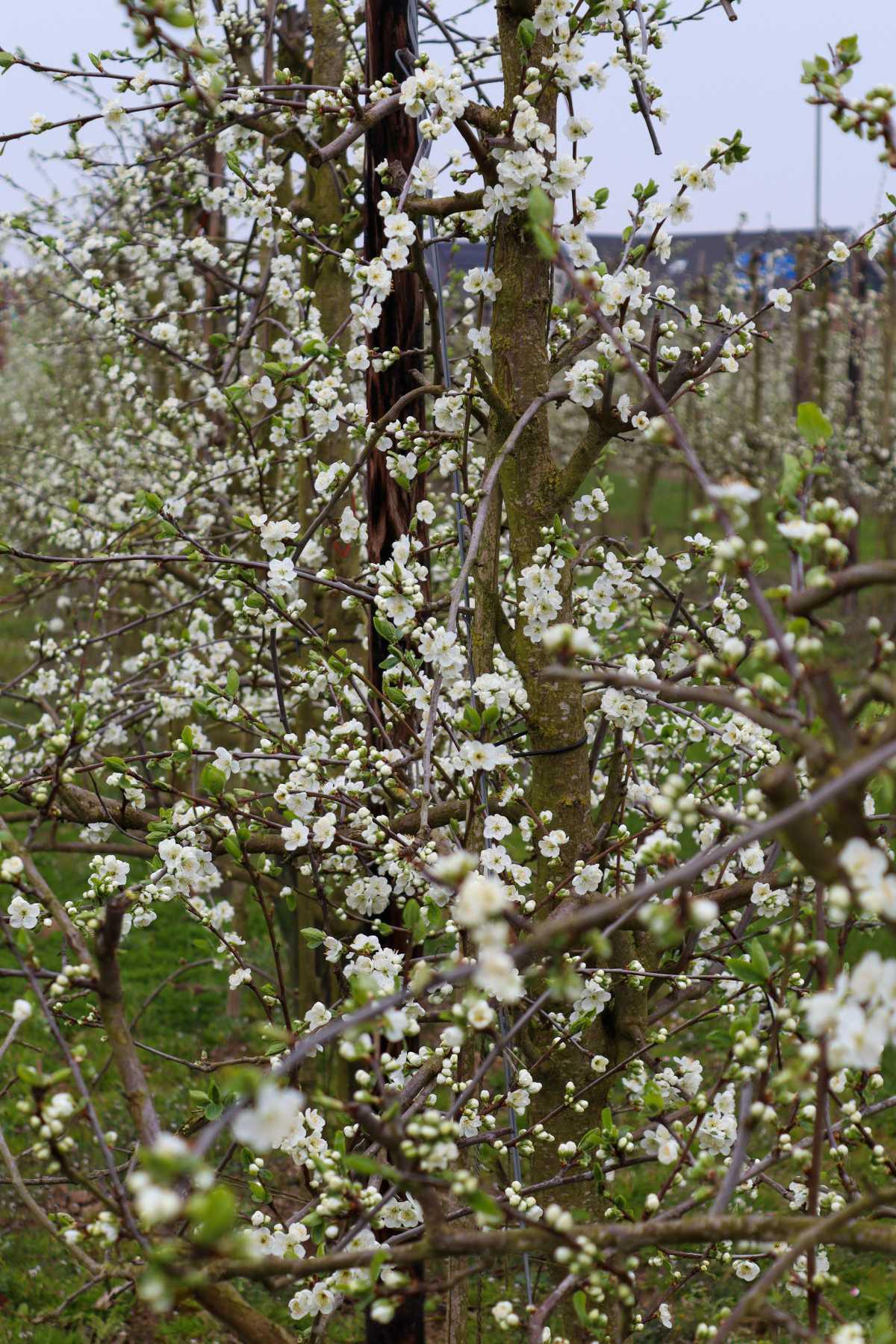 Bloesemalert: de eerste pruimenbloesem is er!šø Bloesemalert: de eerste pruimenbloesem is er!šø
