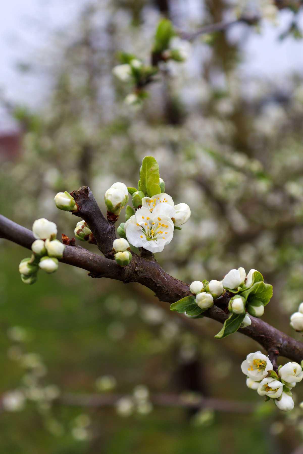 Bloesemalert: de eerste pruimenbloesem is er!🌸