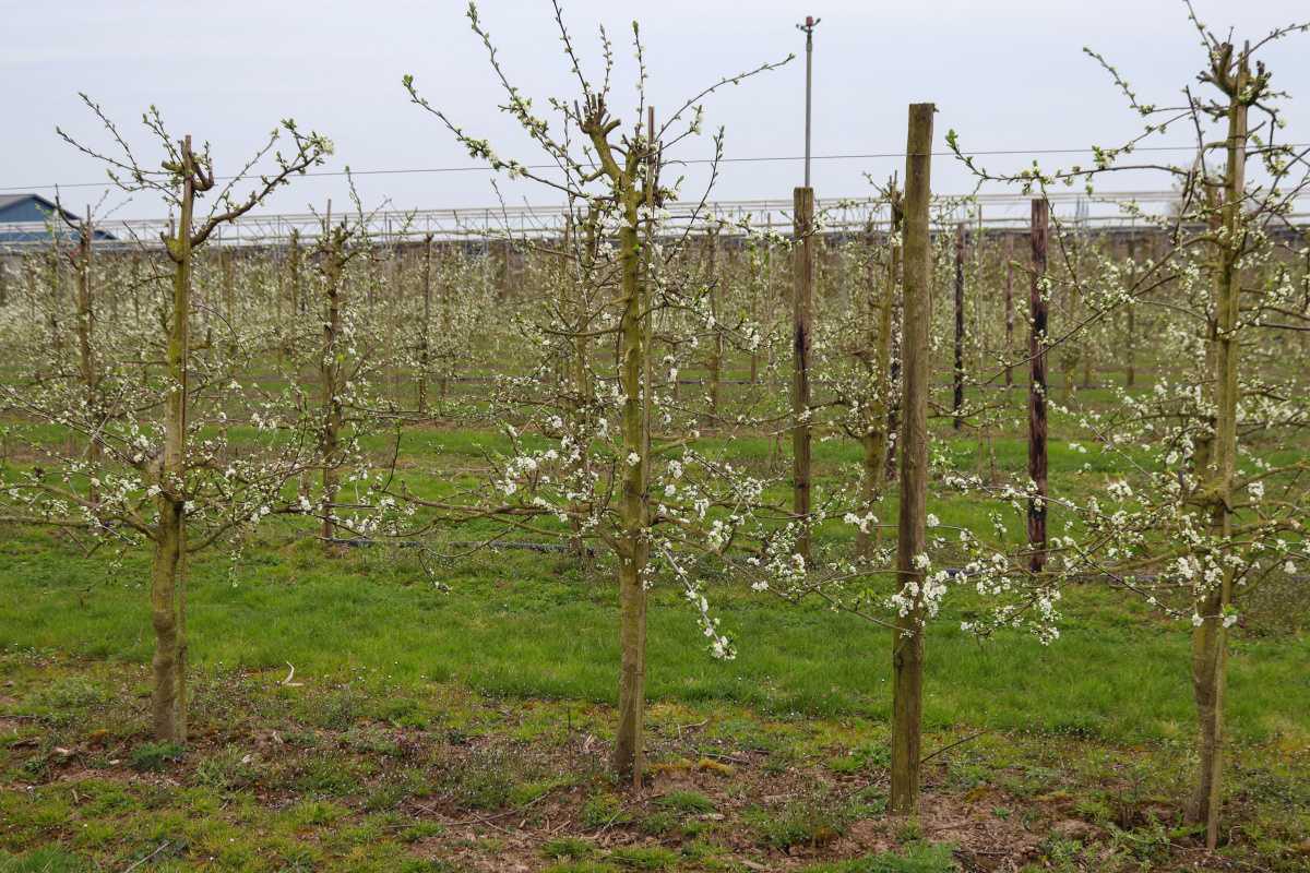 Bloesemalert: de eerste pruimenbloesem is er!🌸