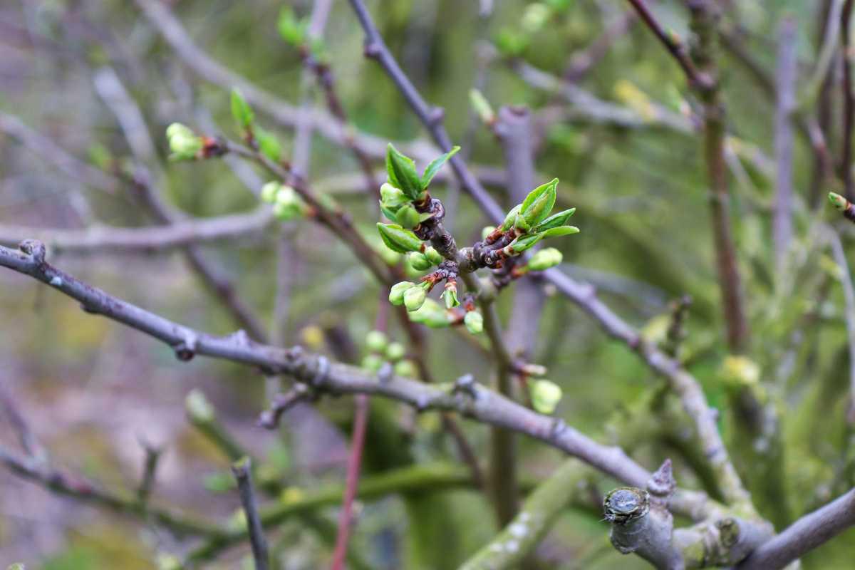 Bloesemalert: de eerste pruimenbloesem is er!🌸