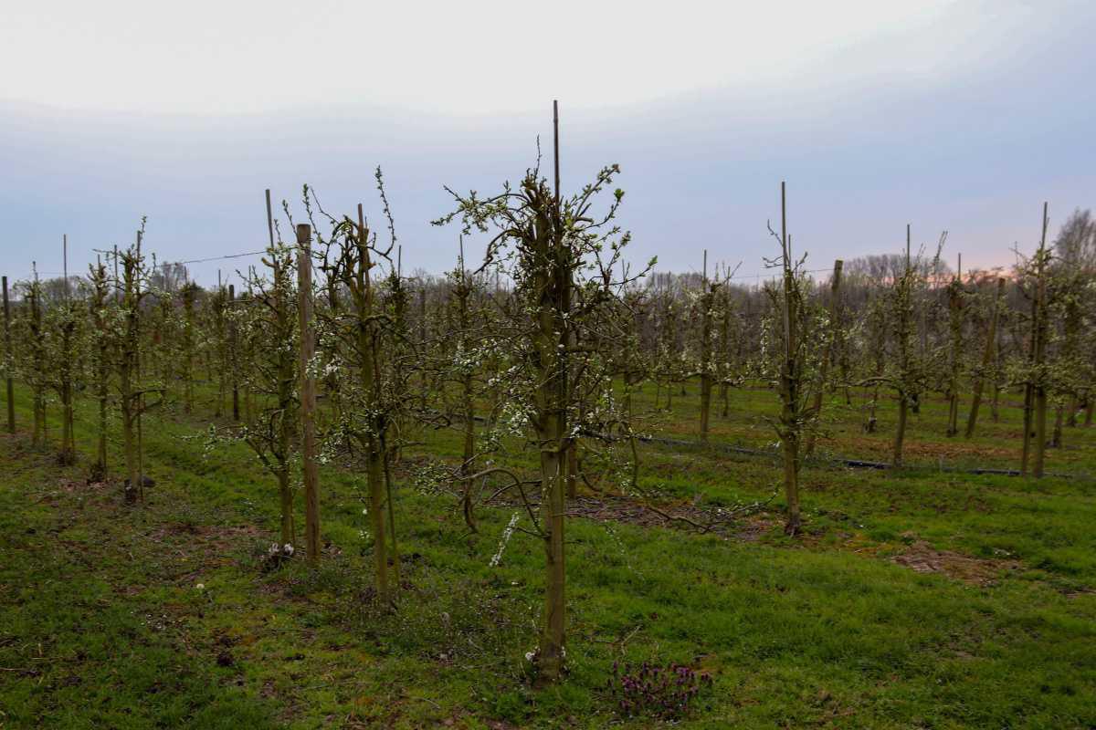 Bloesemalert: de eerste pruimenbloesem is er!šø Bloesemalert: de eerste pruimenbloesem is er!šø