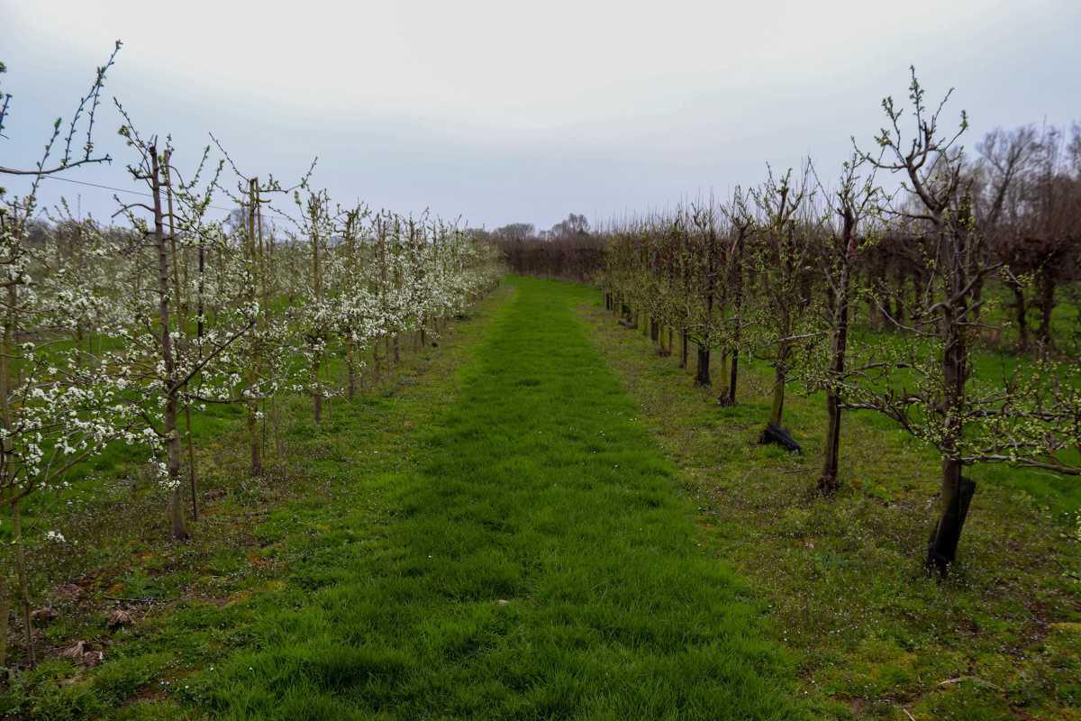 Bloesemalert: de eerste pruimenbloesem is er!🌸