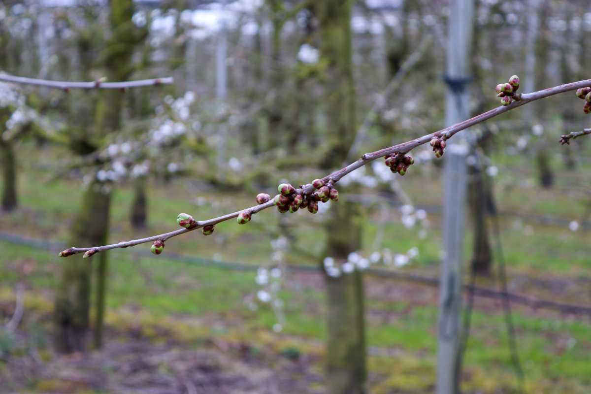 Bloesemalert: een voorzichtig begin van de kersenbloesem🌸