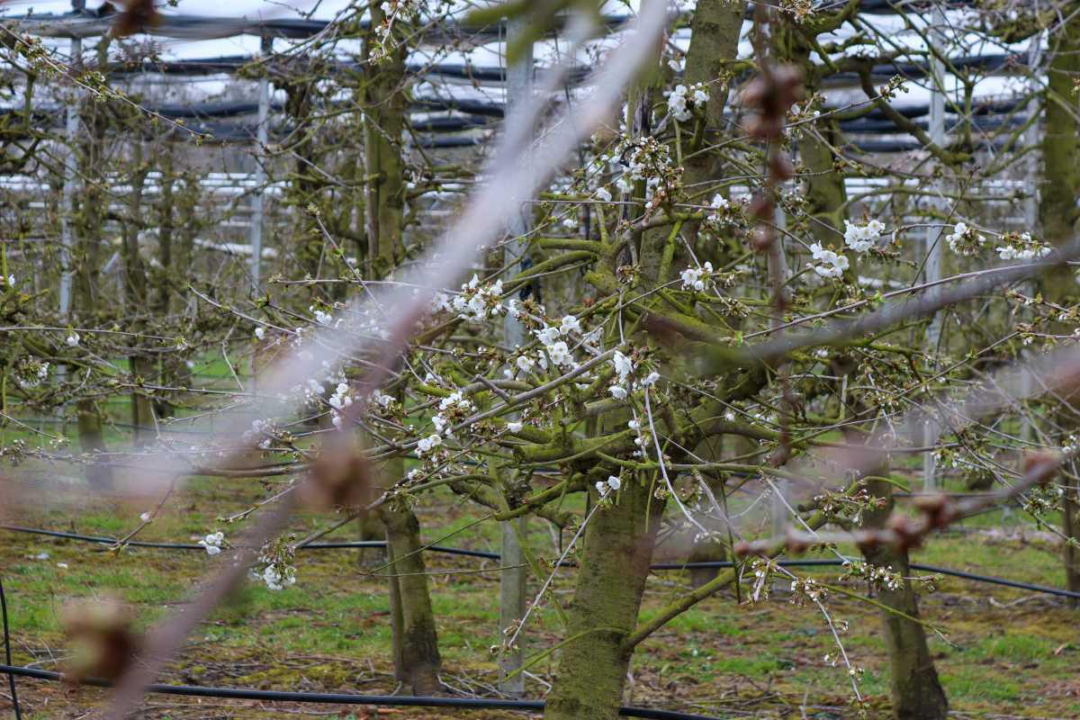 Bloesemalert: een voorzichtig begin van de kersenbloesem🌸