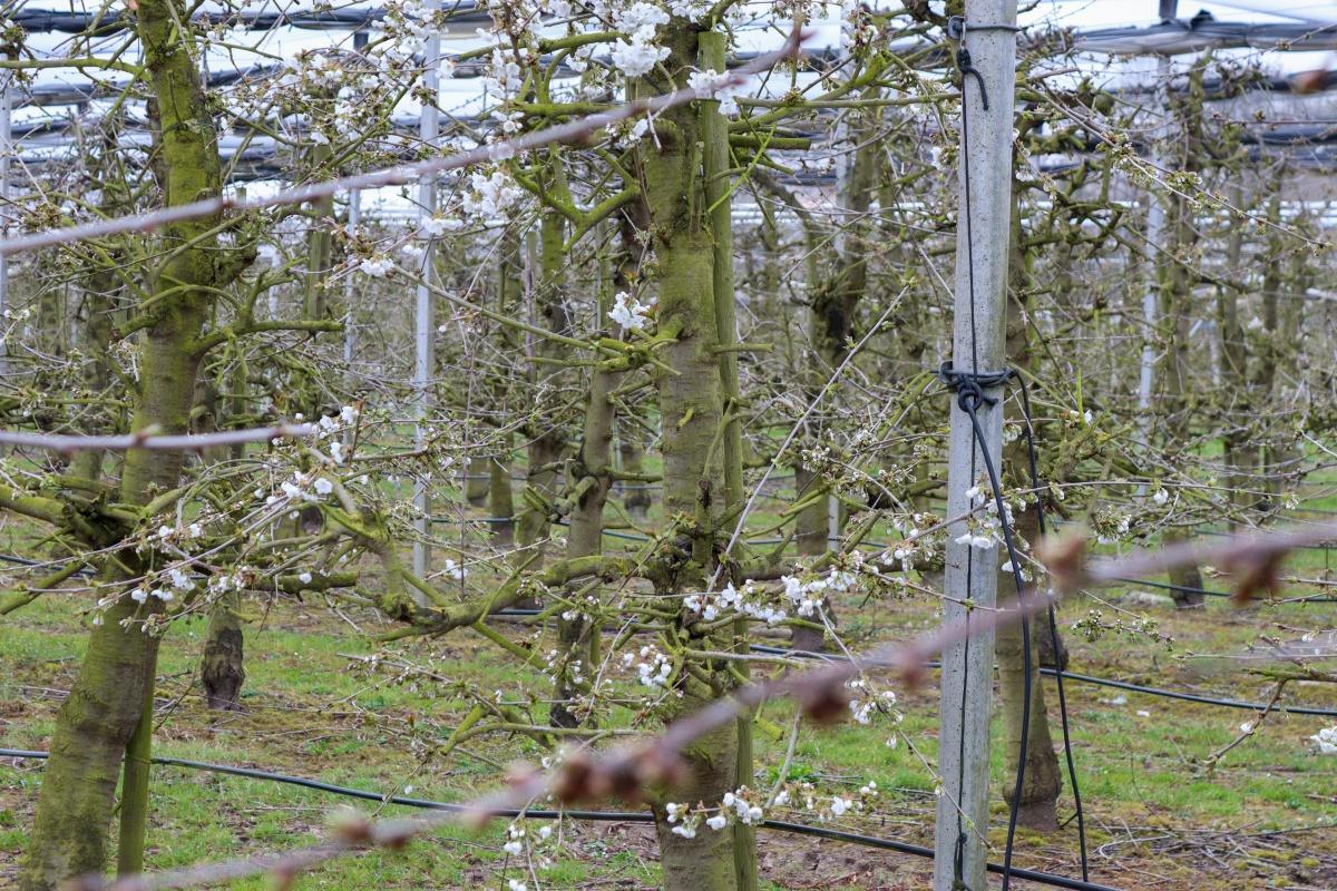 Bloesemalert: een voorzichtig begin van de kersenbloesem🌸