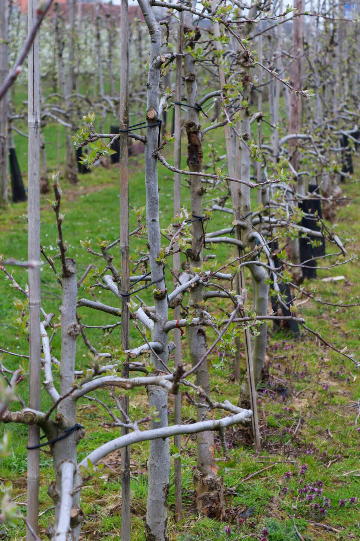 Bloesemalert: appelbloesem staat klaar om te knallen! 🌸