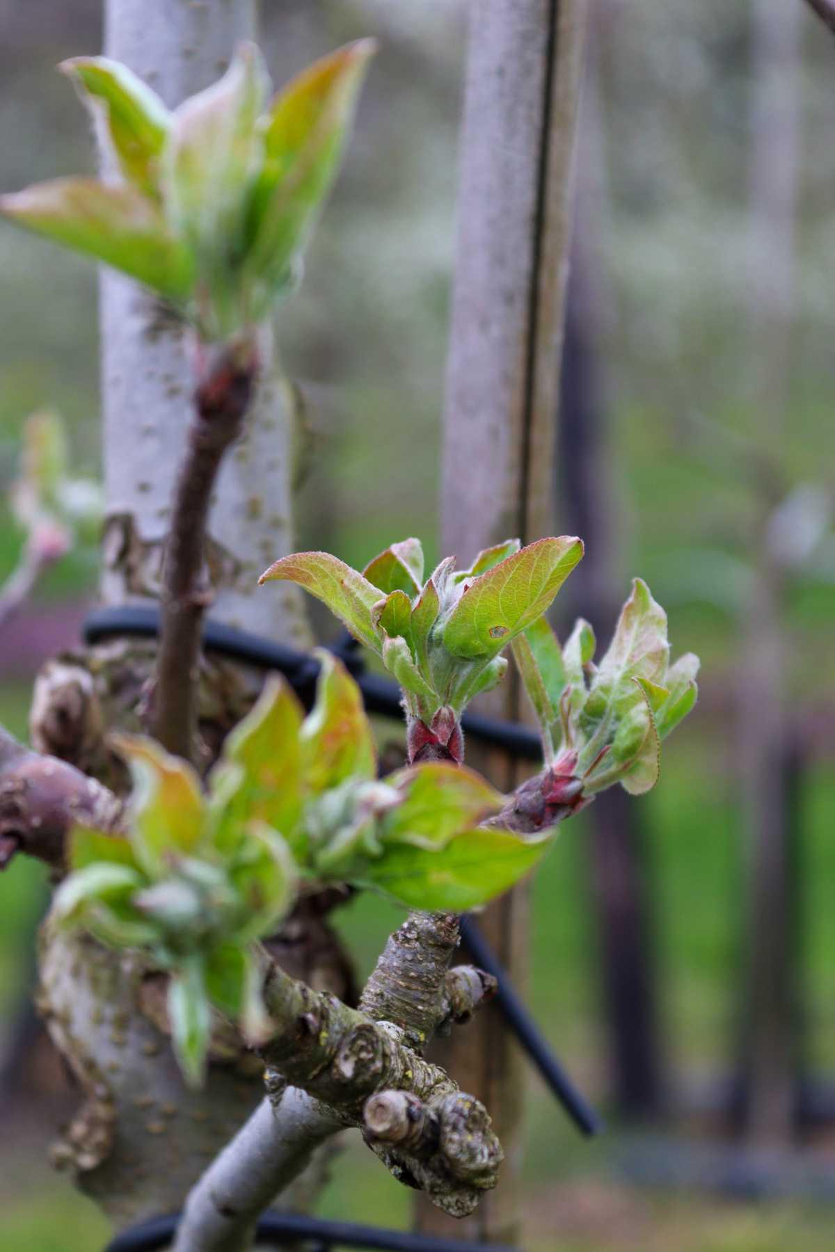 Bloesemalert: appelbloesem staat klaar om te knallen! đ¸ Bloesemalert: appelbloesem staat klaar om te knallen! đ¸