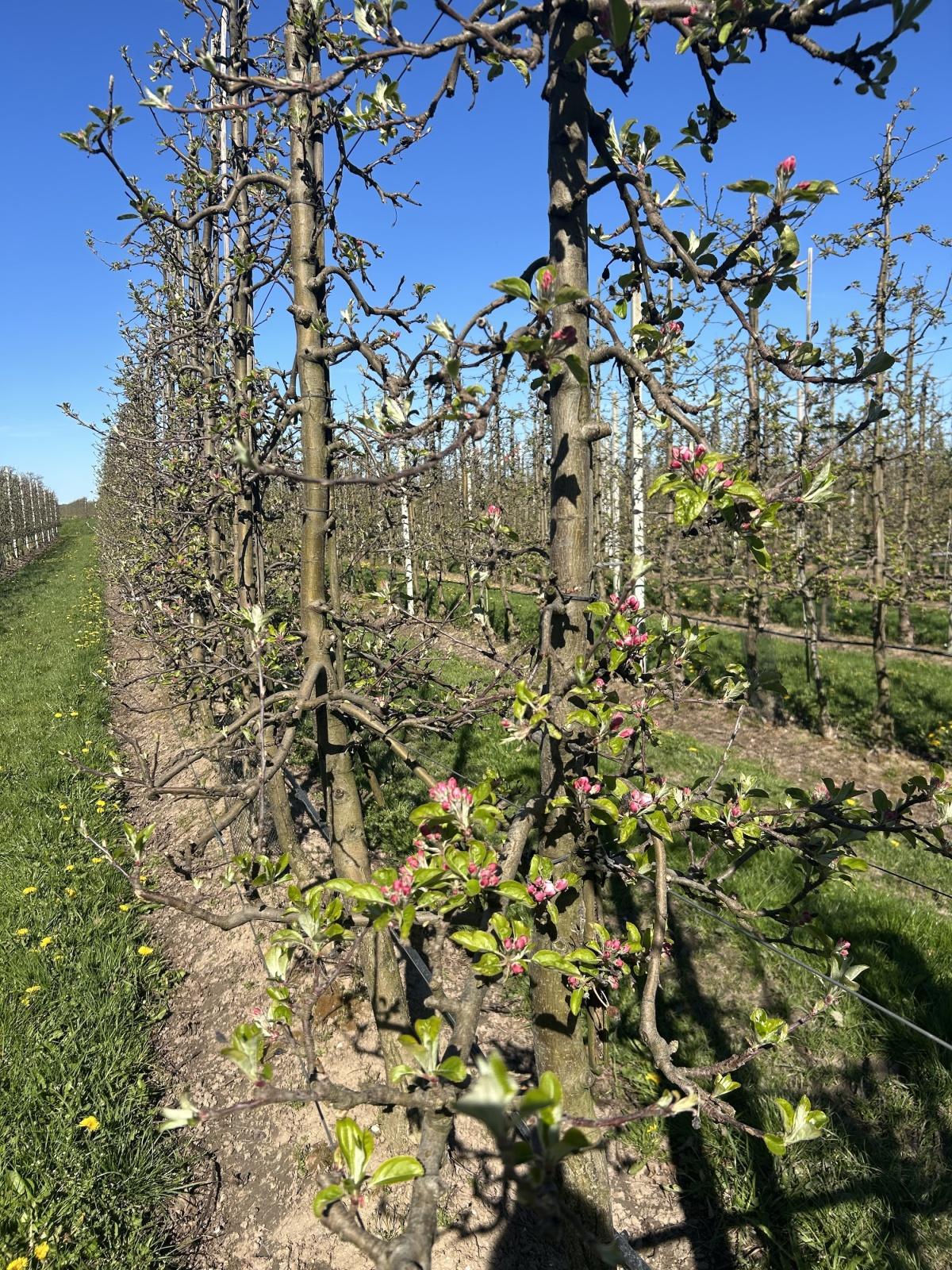 Bloesemalert: appelbloesem staat klaar om te knallen! 🌸