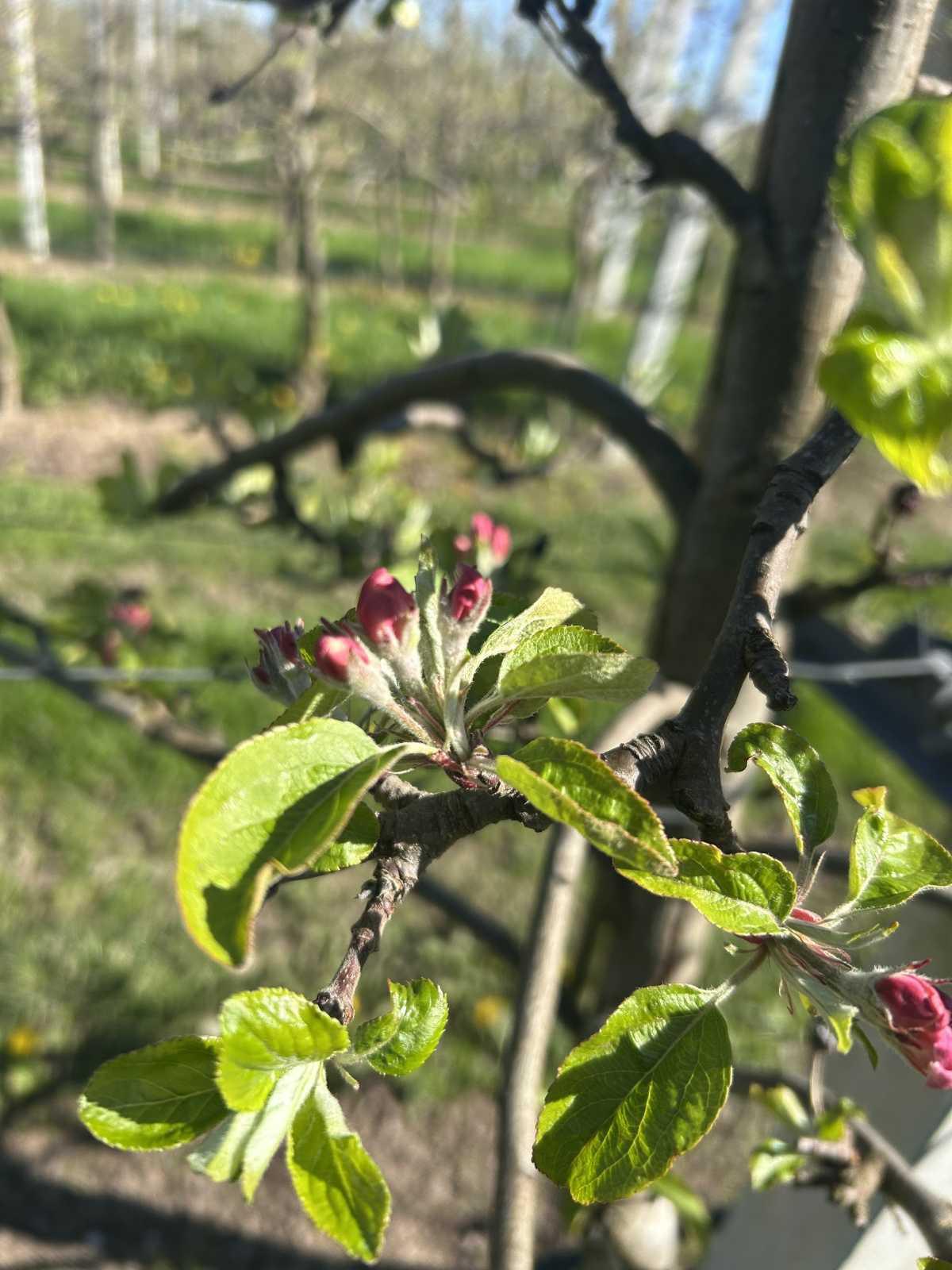 Bloesemalert: appelbloesem staat klaar om te knallen! đ¸ Bloesemalert: appelbloesem staat klaar om te knallen! đ¸