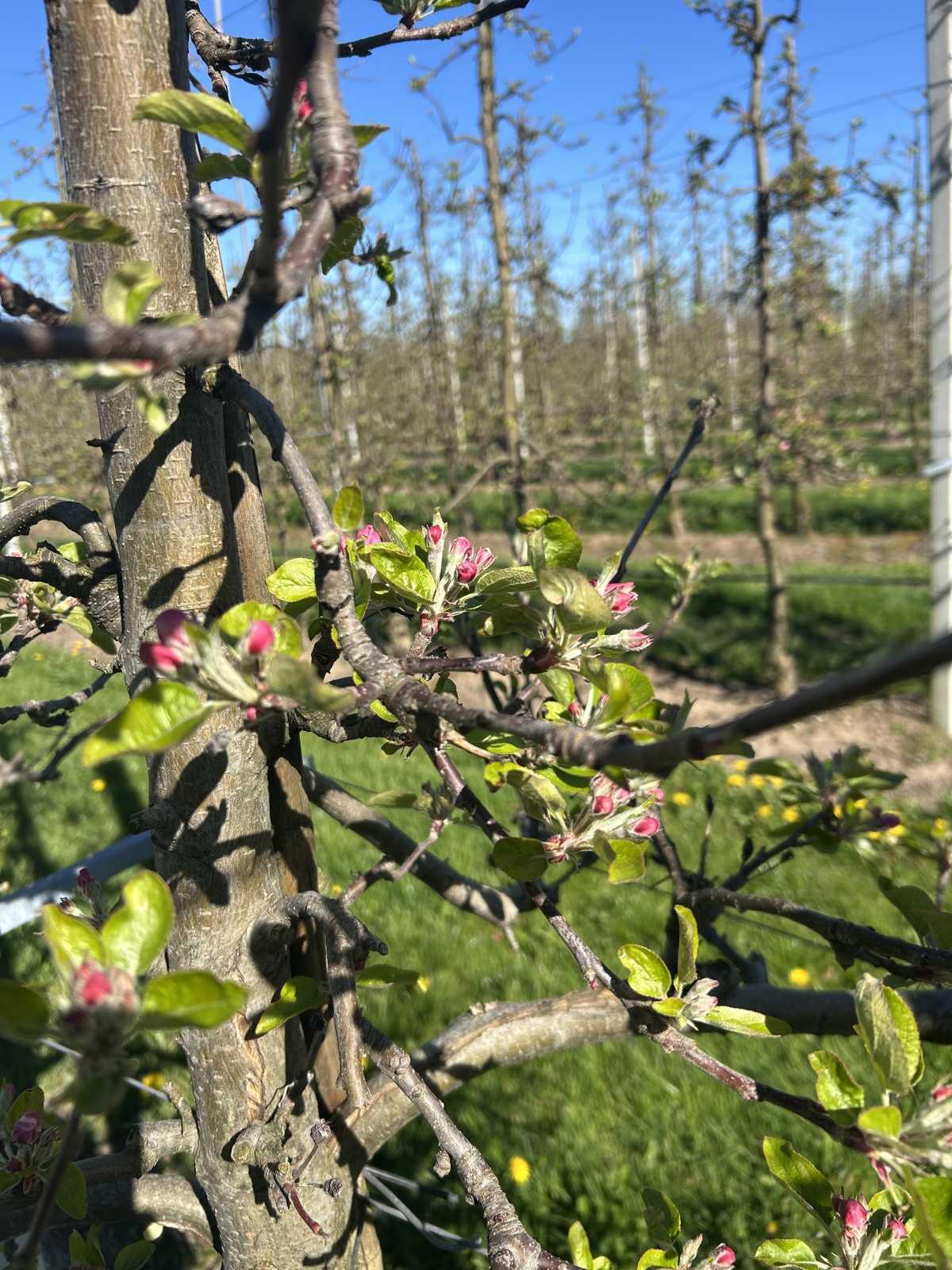 Bloesemalert: appelbloesem staat klaar om te knallen! 🌸