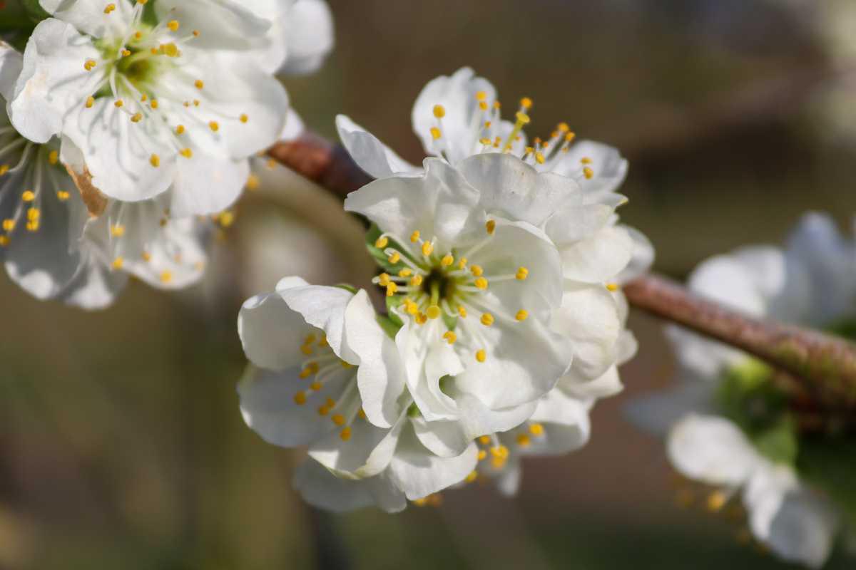 Bloesemalert: kersen & pruimen in volle bloei!🌸
